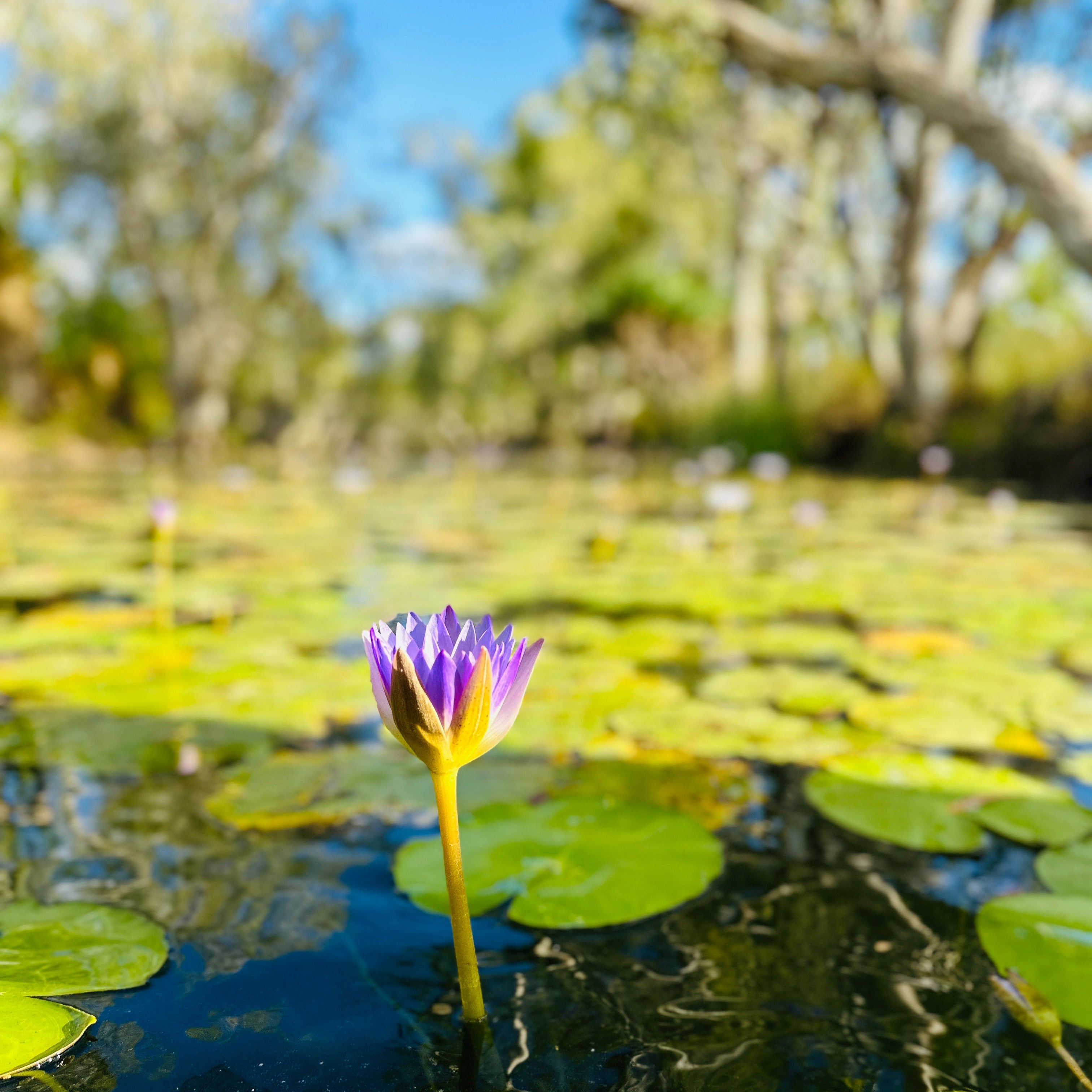Protect Country with a Tax-Deductible Donation